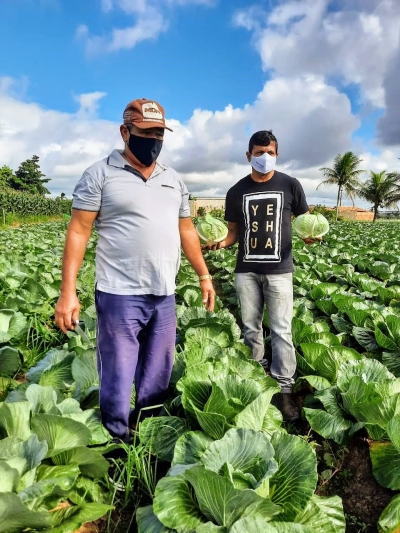 Mercado cresce para o repolho em Lagarto e irrigação pública auxilia produção no inverno (Foto: Arquivo Pessoal)
