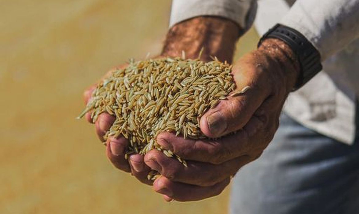 Arroz anã pode ser incluído como Indicação Geográfica no Brasil (Foto: Reprodução/ Facebook/ Arroz anã)