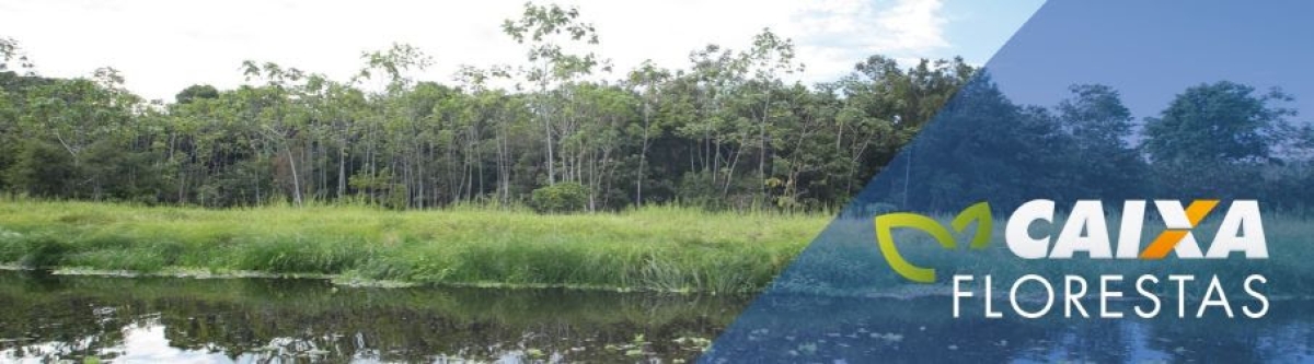 Caixa anuncia primeiros projetos habilitados no Programa Caixa Florestas (Foto: Assessoria de Imprensa da Caixa)