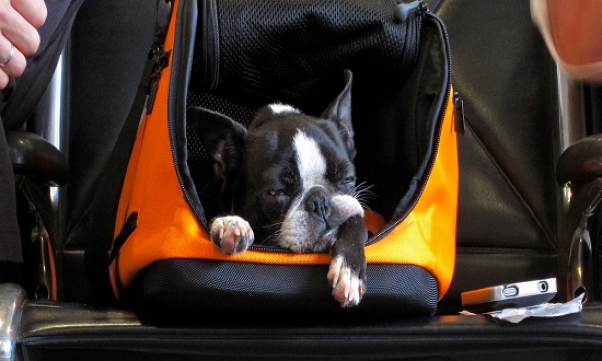 O serviço de transporte de animais junto com os passageiros está funcionando normalmente (Foto: Latam)
