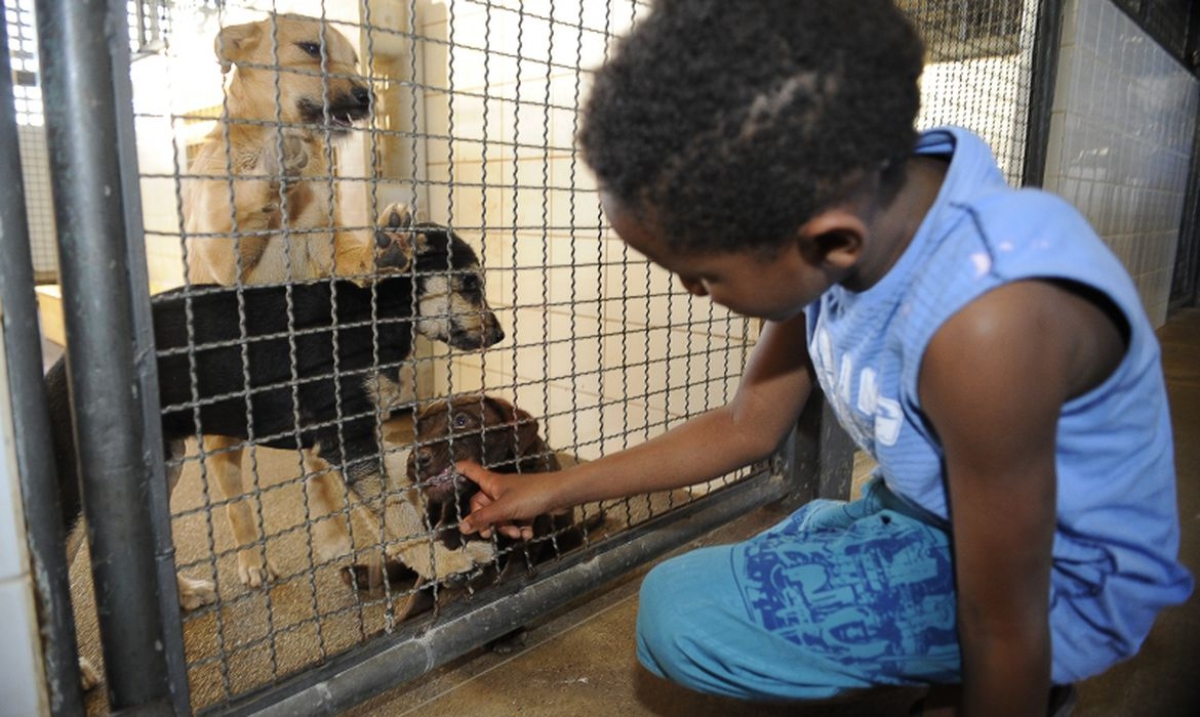 Publicada lei que proíbe sacrifício de animais pelas zoonoses (Foto: Fábio Pozzebom/ Agência Brasil)