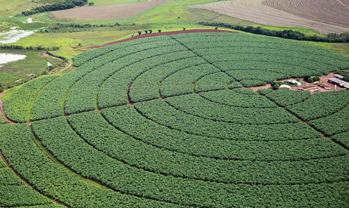 Governo quer aumentar ações de promoção do agro brasileiro no exterior (Foto: Raylton Alves/ Agência Ana)