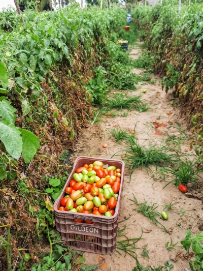 Perímetro irrigado de Lagarto dobra produção de tomate gerando renda aos agricultores (Foto: Arquivo Pessoal)