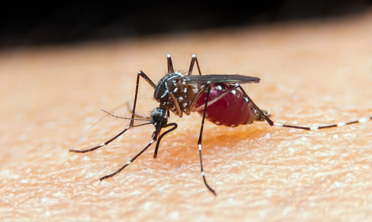Taxa de mortalidade de doenças negligenciadas aumenta durante pandemia (Foto: Prefeitura de Caraguatatuba)