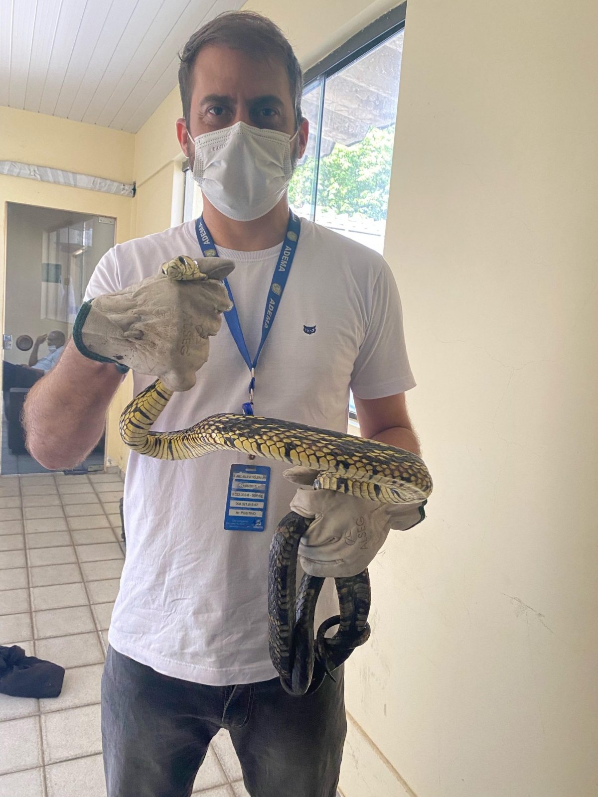 Adema recebe entrega voluntária de 12 cobras (Foto: Adema)