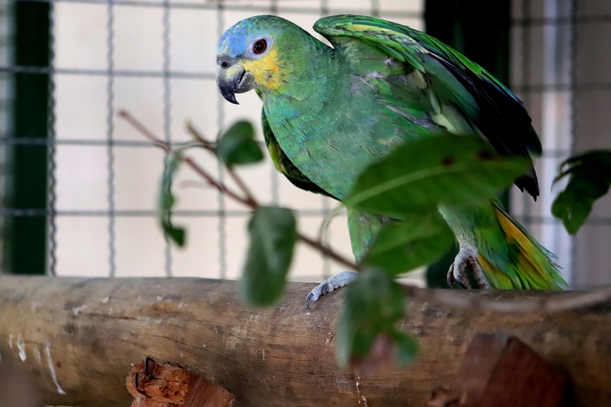 Em um ano, setor de silvestres do campus do Sertão atende mais de mil animais (Foto: UFS)