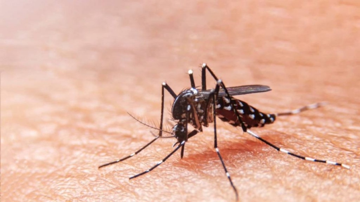 Novo Boletim Epidemiológico da SES mostra aumento dos casos Dengue, Chikungunya e Zika em relação ao ano passado (Foto: SES/SE)
