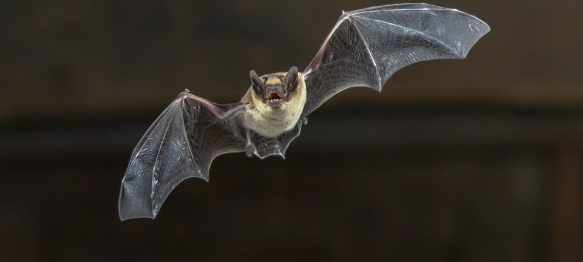 Nova morte por raiva humana confirmada em Minas Gerais - Foto: Olhar Digital