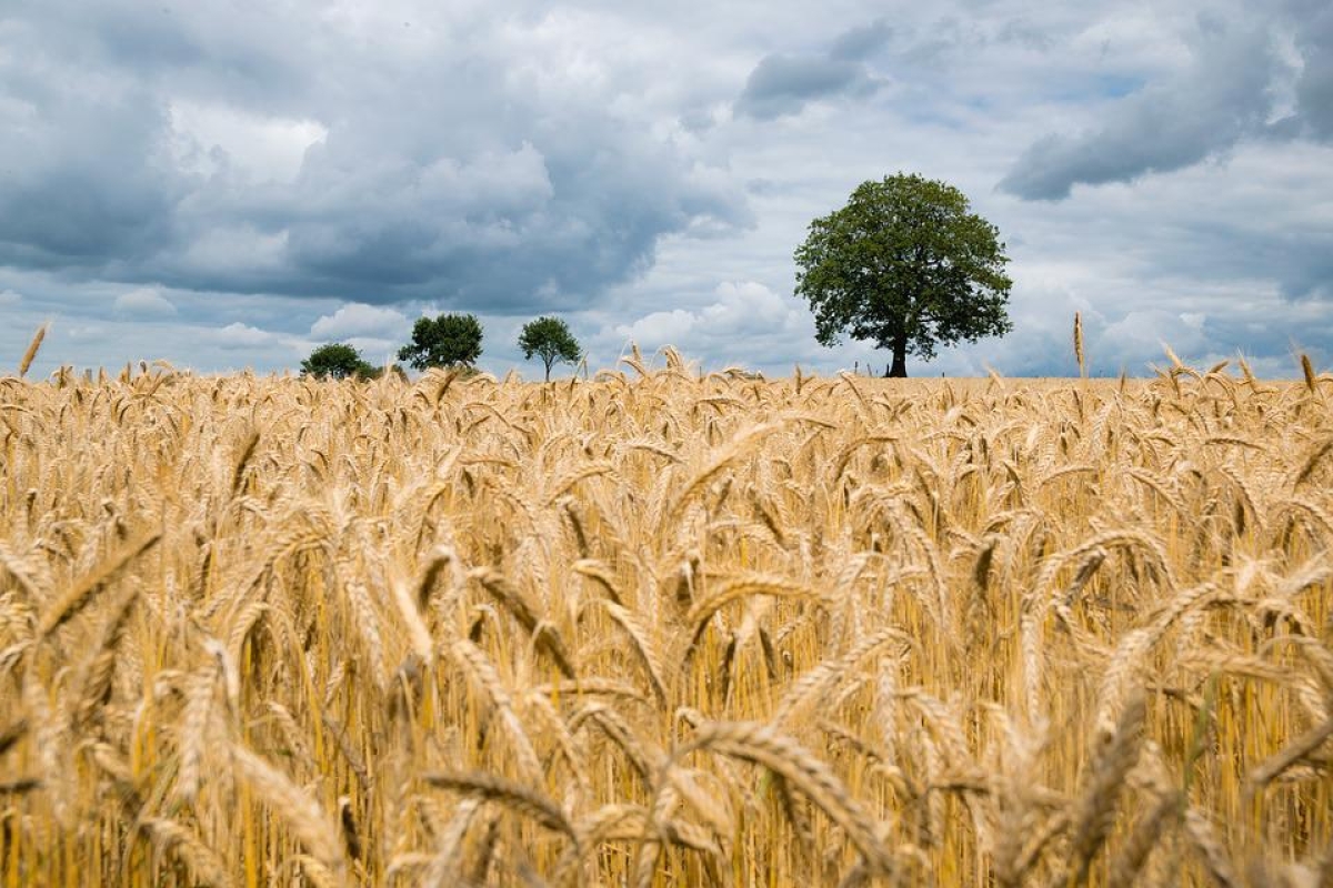 O Brasil tem tudo para se tornar autossuficiente em trigo na próxima década - Foto ilustrativa: Pixabay