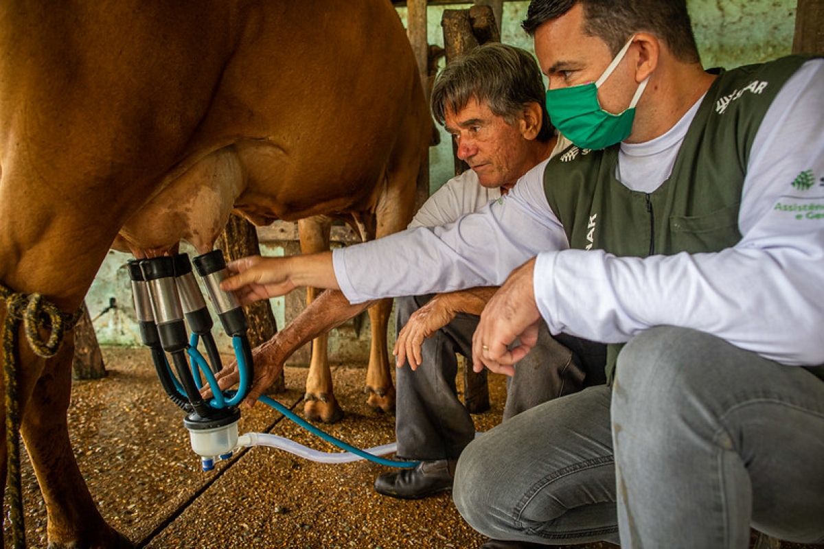 Preço do leite pago ao produtor rural não acompanha aumento do preço nos supermercados - Foto: CNA