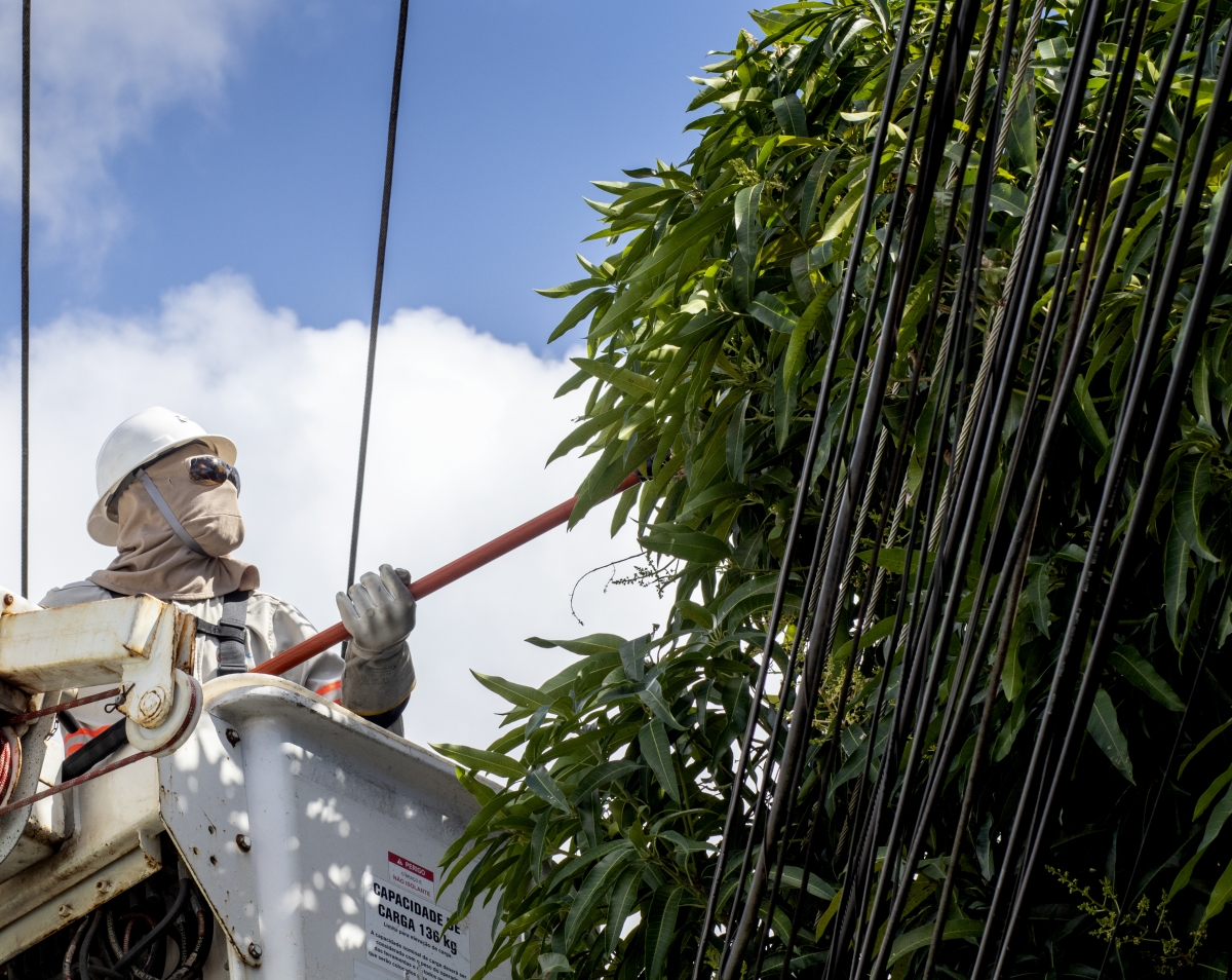 Manutenção preventiva de árvores pode prevenir acidentes com rede elétrica - Foto: Assessoria Energisa SE