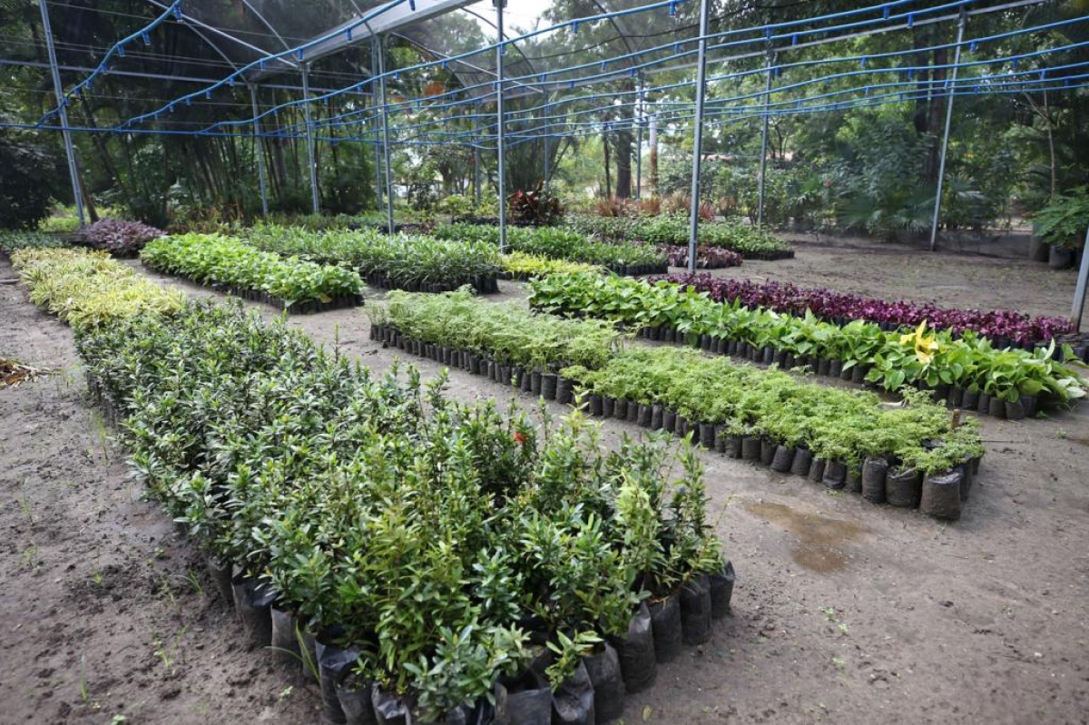 Horto Municipal produz mudas para ornamentação, arborização e doação - Foto: Marcelle Cristinne | Prefeitura de Aracaju