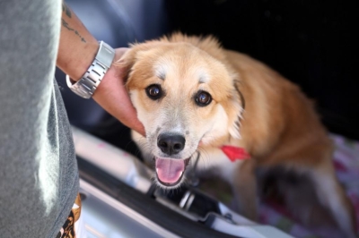 Prefeitura de Aracaju já realizou mais de 580 cirurgias e divulga fila de espera para castração de animais - Foto: Marcelle Cristinne | Prefeitura de Aracaju