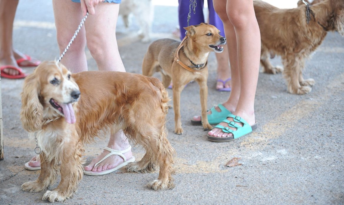 Senacon determina recolhimento de petiscos caninos Balance Bifinhos - Foto: Fábio Rodrigues Pozzebom | Agência Brasil