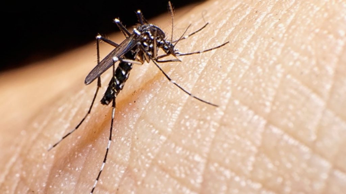 Sergipe tem mais de oito mil casos de Dengue e Chikungunya - Foto: SES/SE
