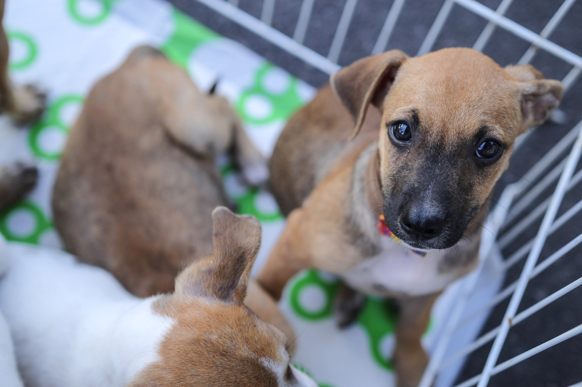RioMar Shopping realiza a 25º edição da ação do bem, que tem como objetivo encontrar um lar para cães e gatos abandonados - Foto: Victor Caldas