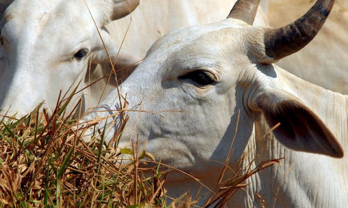Pará confirma caso de vaca louca no interior do estado - Foto de arquivo: Agência Brasil