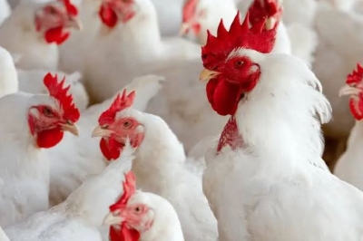 Senar Sergipe abre inscrições para novos cursos gratuitos e on-line nas áreas de avicultura e bem-estar animal - Foto: Senar/SE