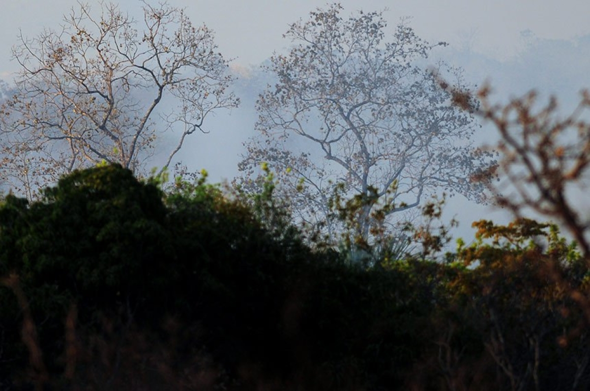 A nova lei permite a exploração de atividades não madeireiras e a comercialização de créditos de carbono - Foto: Pedro Ventura | Agência Brasília