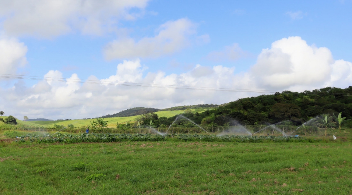 Com o final das chuvas de inverno, a irrigação volta a ser necessária no Jacarecica II - Foto:
Fernando Augusto | Ascom Coderse