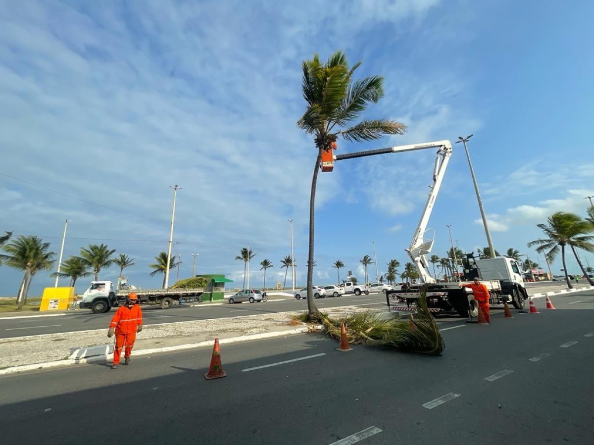 Critérios técnicos envolvem as ações de supressão e poda na Orla da Atalaia - Foto: Rebeca Alves | Ascom Emsurb | Prefeitura de Aracaju