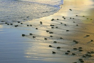 Filhotes de tartarugas marinhas se locomovendo na areia da praia em direção ao mar - Foto: Projeto Tamar