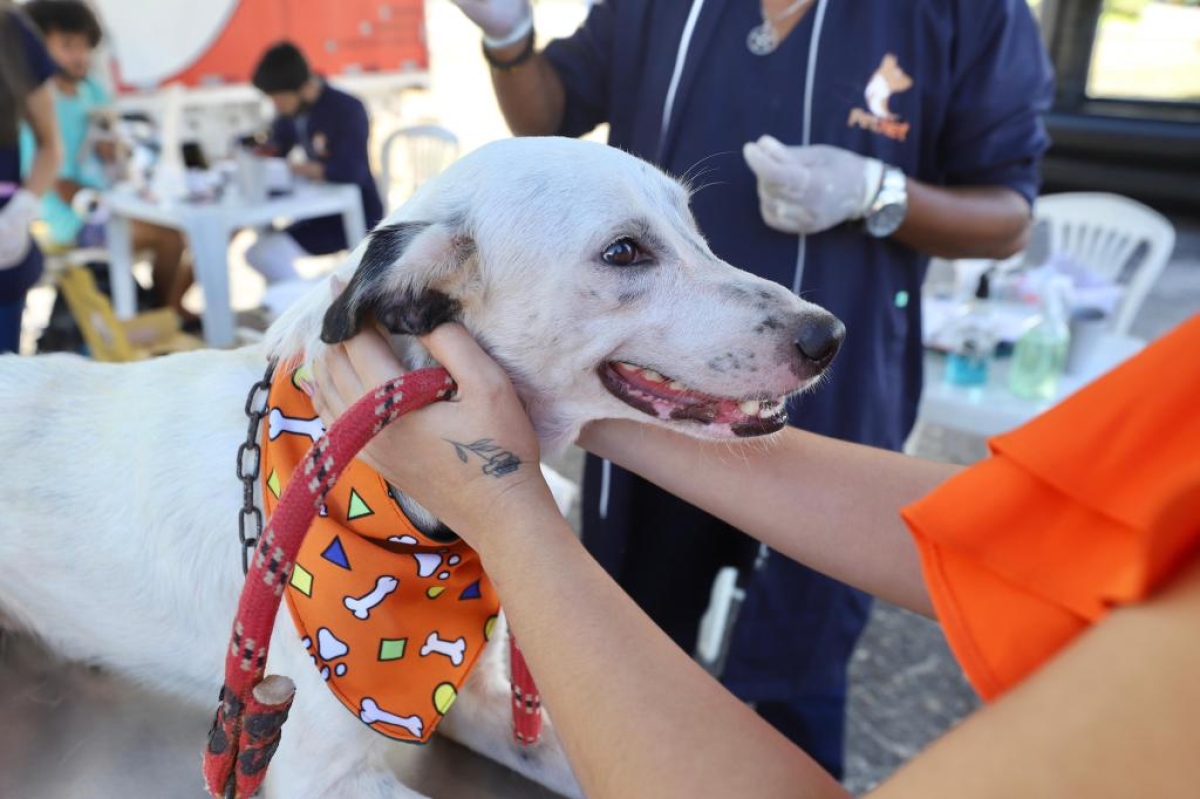 Aju Animal incentiva adoção e contribui para diminuir população de animais nas ruas - Foto: Marcelle Cristinne | Prefeitura de Aracaju