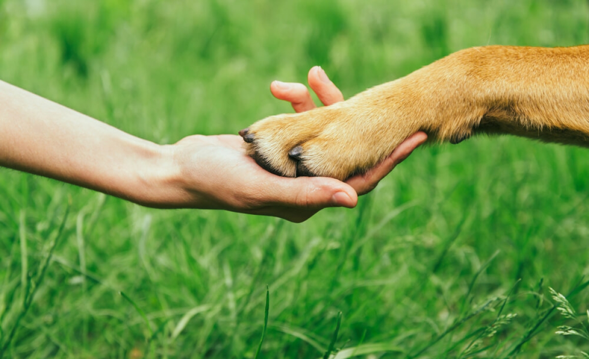 Legislação em favor dos animais: Sergipe reitera compromisso com a defesa e cuidado dos animais - Foto: Asscom Unit