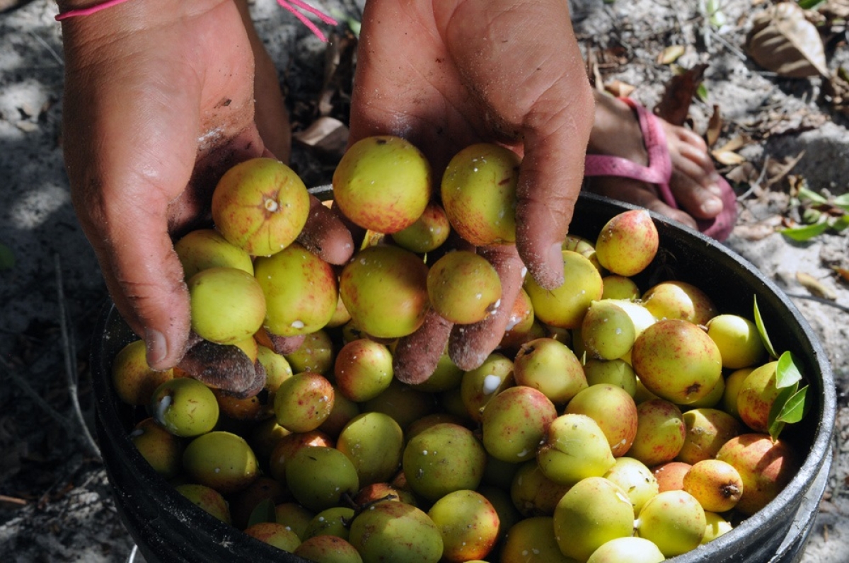  Pesquisas se aprofundam em propriedades cicatrizantes da mangaba - Foto: ASN

