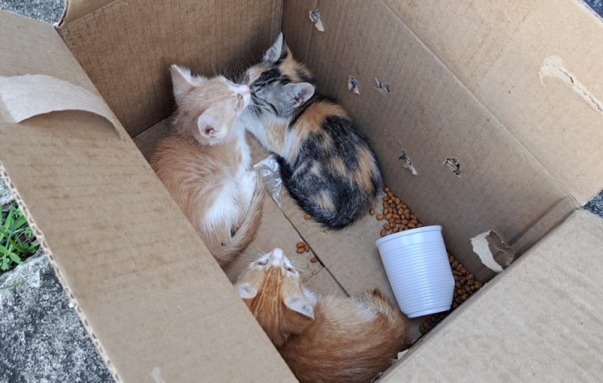 Gatos estavam amarrados em uma sacola preta e foram jogados em uma lixeira na região dos mercados centrais da capital - Foto: SSP/SE