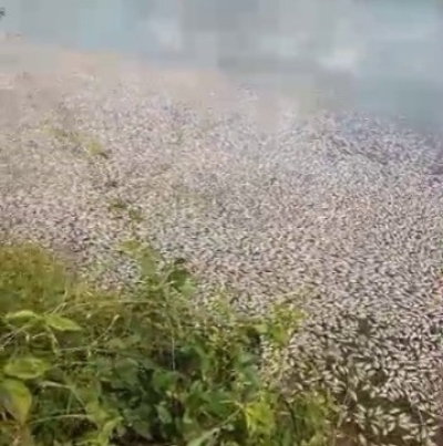 Milhares de peixes aparecem mortos no Riacho Pau de Cedro em Nossa Senhora da Glória - Foto: reprodução redes sociais
