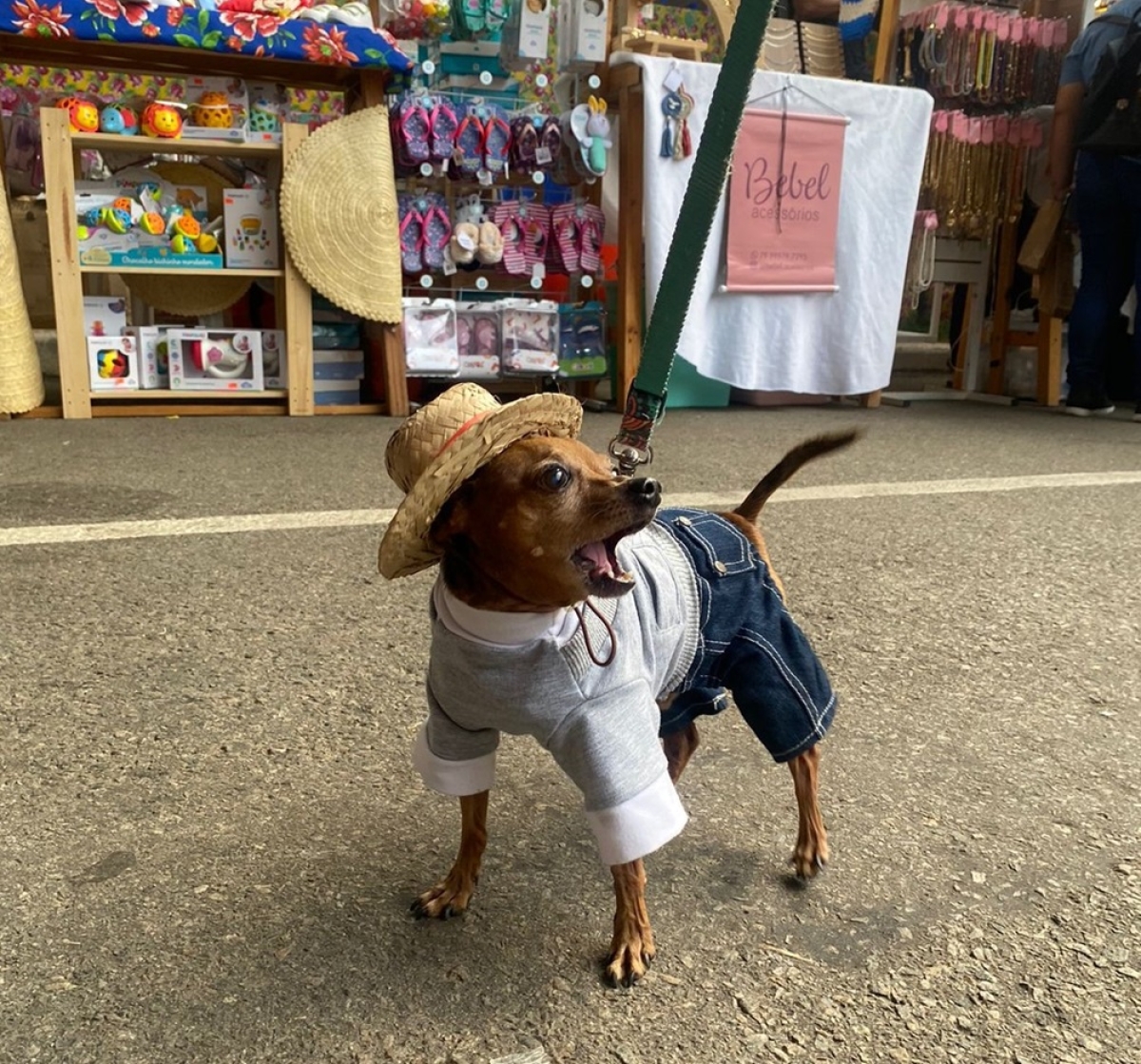 Os pets poderão se divertir no ArraiAu - Foto: Divulgação
