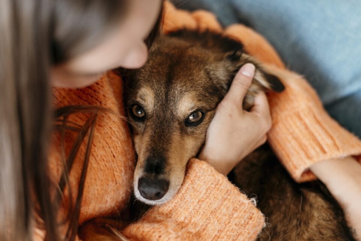 Saiba como tranquilizar os animais durante queima de fogos no período junino - Foto: Imagem ilustrativa/Pixabay 