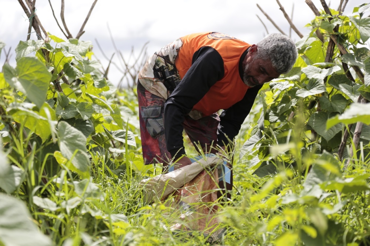 Seasic realizará Feira da Agricultura Familiar nesta quarta-feira, 3 - Foto: Divulgação
