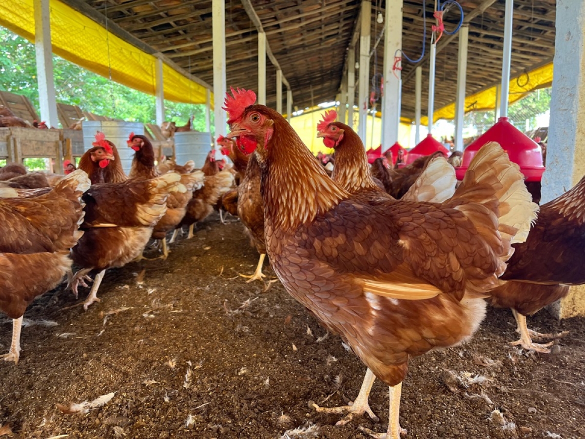 Senar Sergipe leva tecnologia e informação aos avicultores e desvenda mitos da avicultura - Foto: Divulgação Senar SE