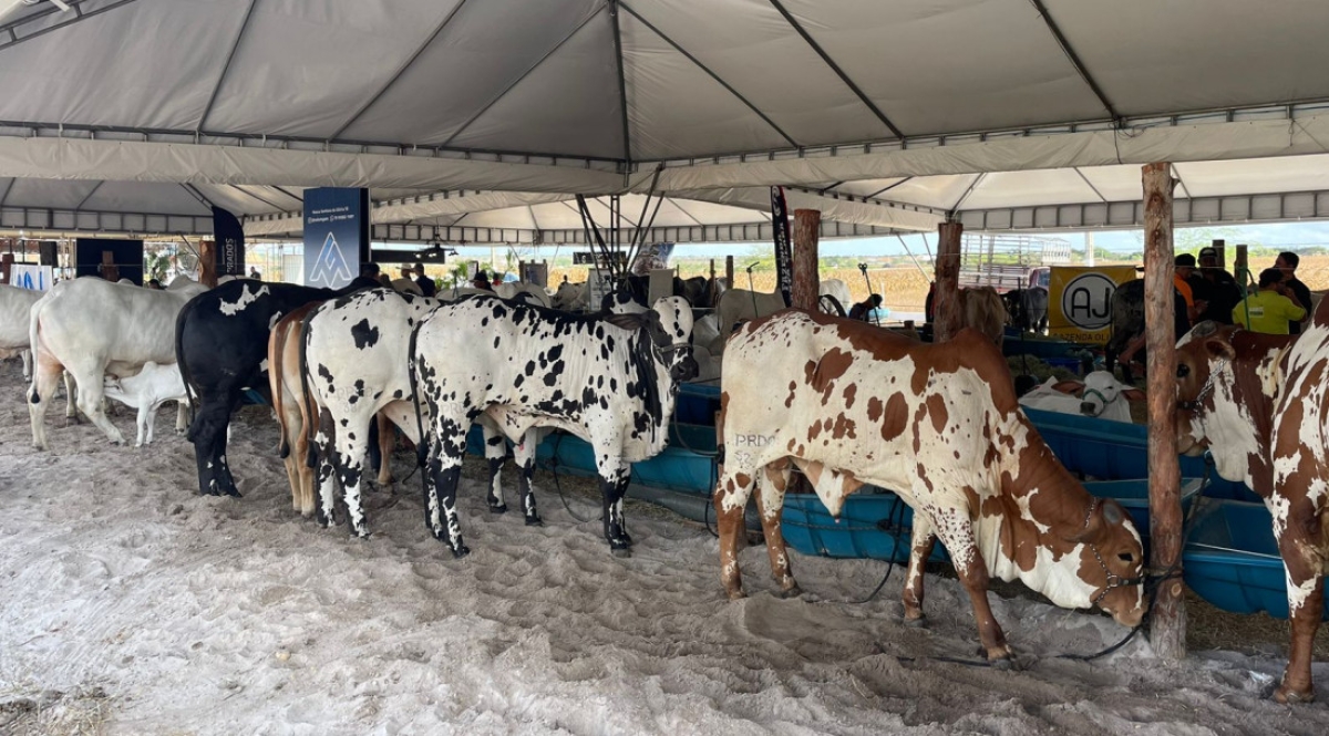 Expo Glória 2024 começa com expectativa de fortalecimento do agronegócio - Foto: Ednilson Barbosa | Ascom Seagri
