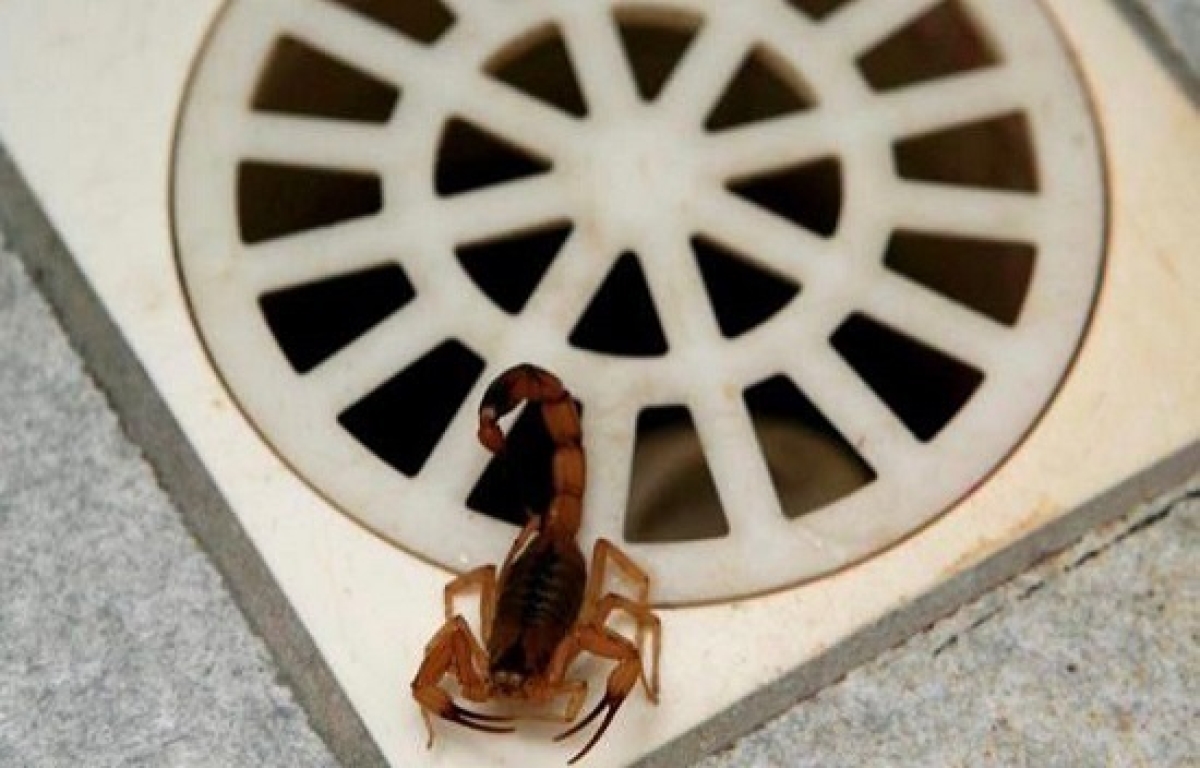 SMS orienta como proceder em caso de aparecimento de escorpião - Foto: SMS
