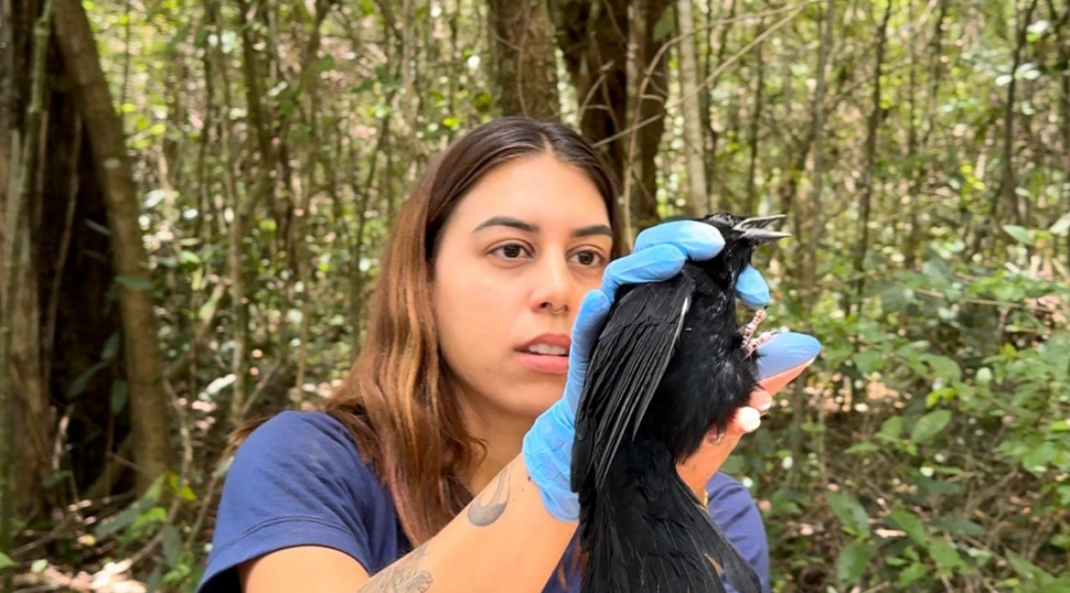A veterinária Letícia Albuquerque em resgate a um pássaro - Foto: Ascom/Adema
