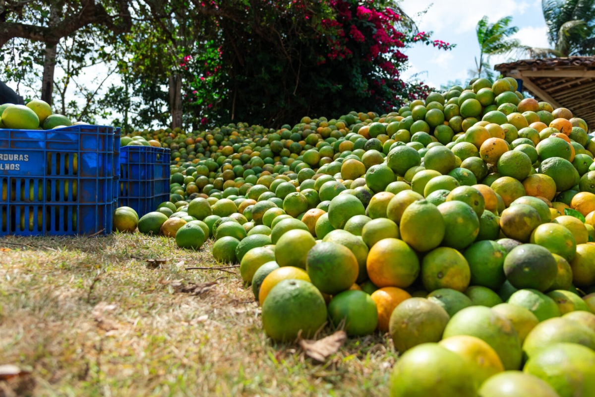 Sergipe tem segunda maior microrregião produtora de laranja no Brasil - Foto: Governo do Estado
