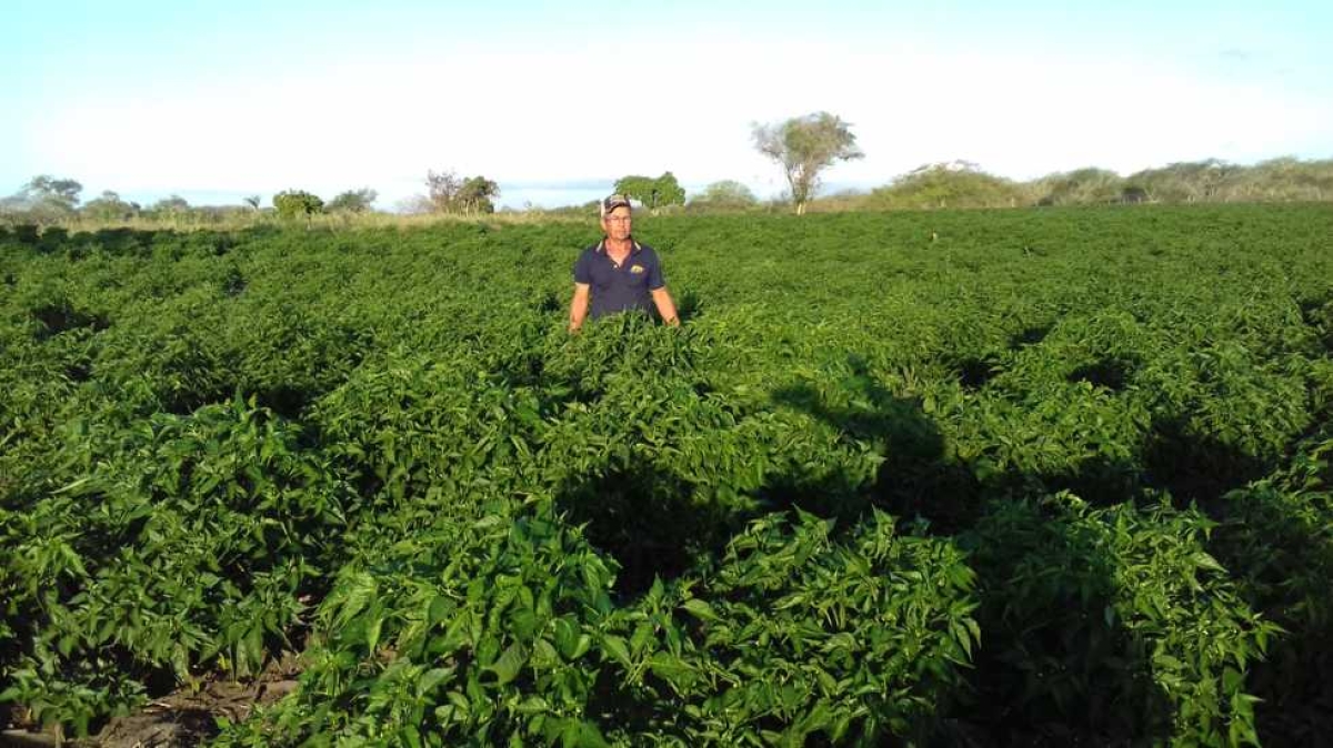 Maior planta��o de Pimenta Malagueta do Brasil fica em Tobias Barreto (Imagem: Assessoria)