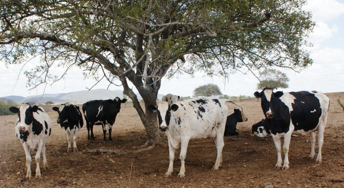 Palestra em Sergipe apresentar� vantagens da insemina��o artificial (Foto: Ascom Sebrae/SE)