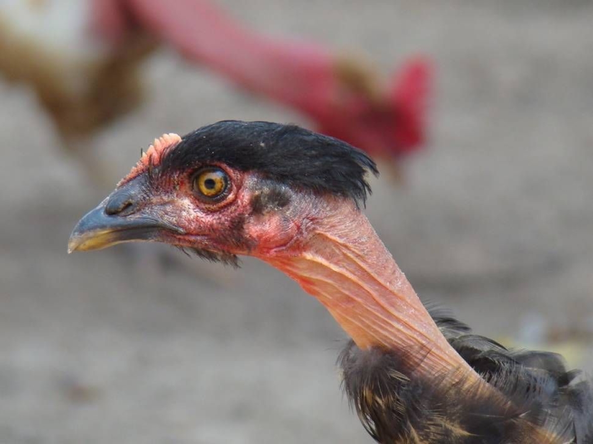 Galinha preta de pesco�o pelado (Foto: Marceleca�/Baixaki)
