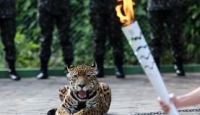 Juma, a on�a-pintada que participou da cerim�nia de revezamento da Tocha Ol�mpica em Manaus, foi abatida com tiros de pistola no Centro de Instru��o de Guerra na Selva, depois de tentar escapar do local (Foto: Ivo Lima/Minist�rio do Esporte)