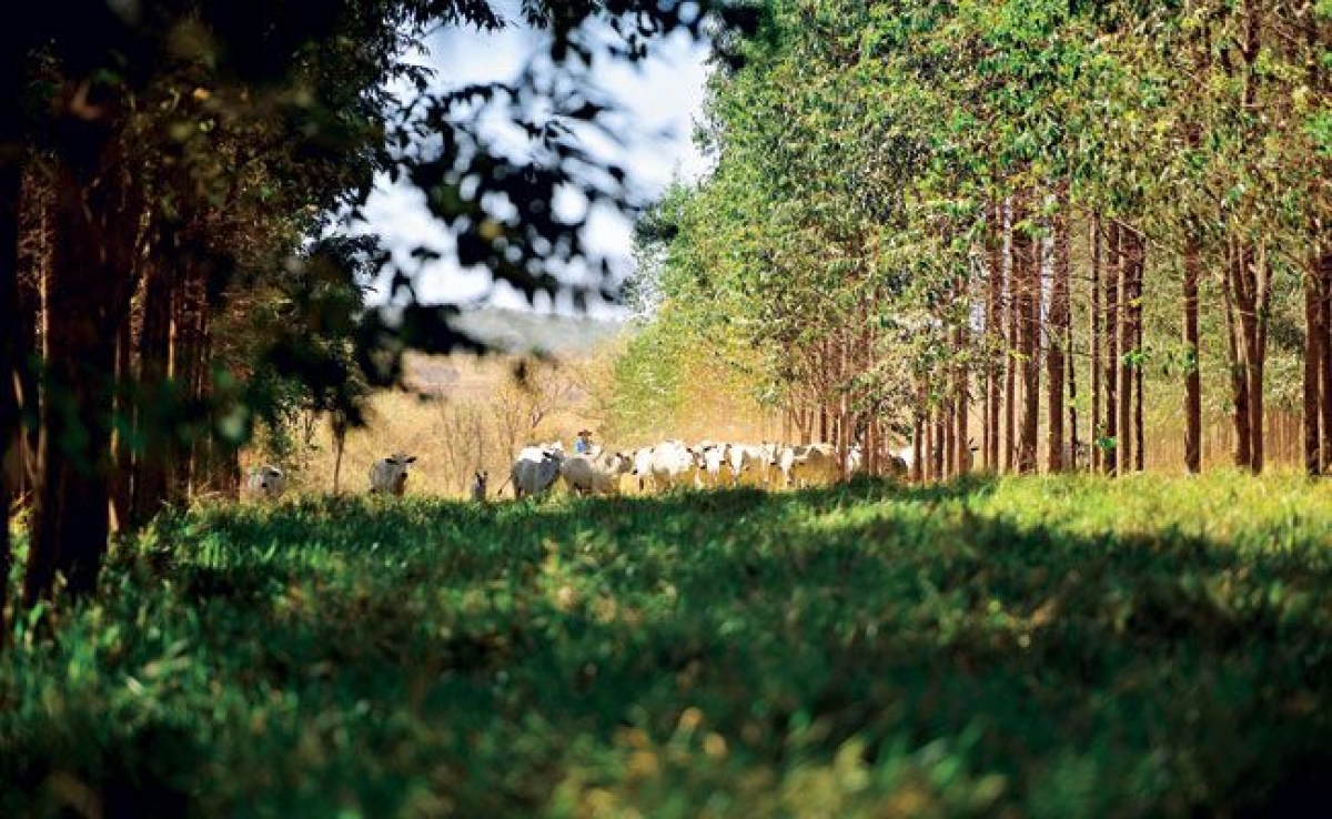 O essencial papel da Comiss�o de Agricultura e Meio Ambiente na Alese (Foto: Ag�ncia Alese)