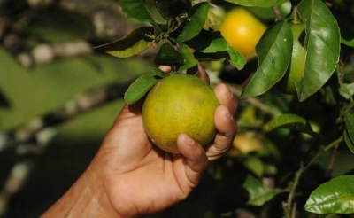 Governo de Sergipe inicia pagamento da primeira parcela do Programa Mão Amiga Laranja (Imagem: Edinah Mary/Seidh/SE)