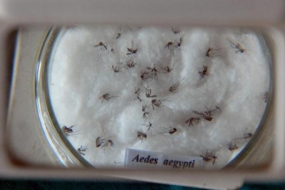 Mosquito Aedes aegypti transmite também a febre chikungunya  (Arquivo/Agência Brasil)