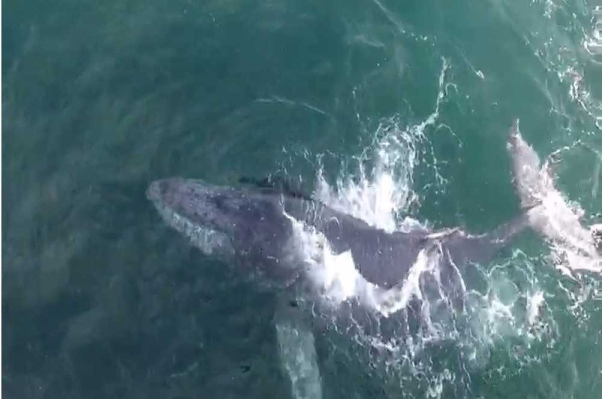 Vídeo foi filmado de uma plataforma da Petrobras pelos servidores Pedro Lima e Reuto Sandes (Foto: Reprodução)