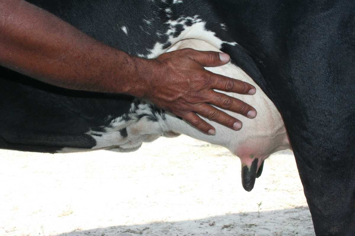 Em 2016, a Festa Amigos do Leite, consagrada como uma das maiores da pecuária leiteira no estado, superou as expectativas (Foto: Seagri/SE)