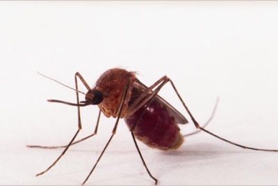 Transmissão de zika por pernilongo pode explicar incidência em algumas regiões
(Foto: Genilton J. Vieira / Fiocruz)