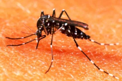 Aedes aegypti (Foto: Arquivo SES/SE)